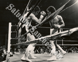 fight photo